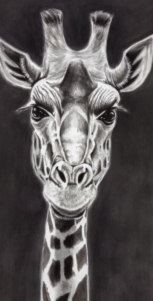 Close up of Giraffe head. All prints include full length.