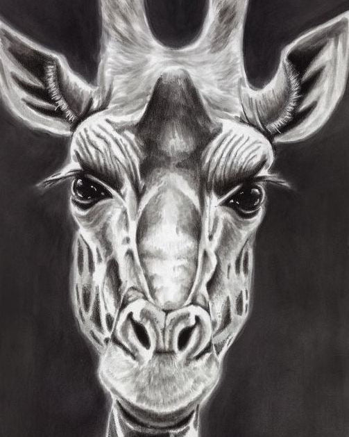 Close up of Giraffe head. All prints include full length.