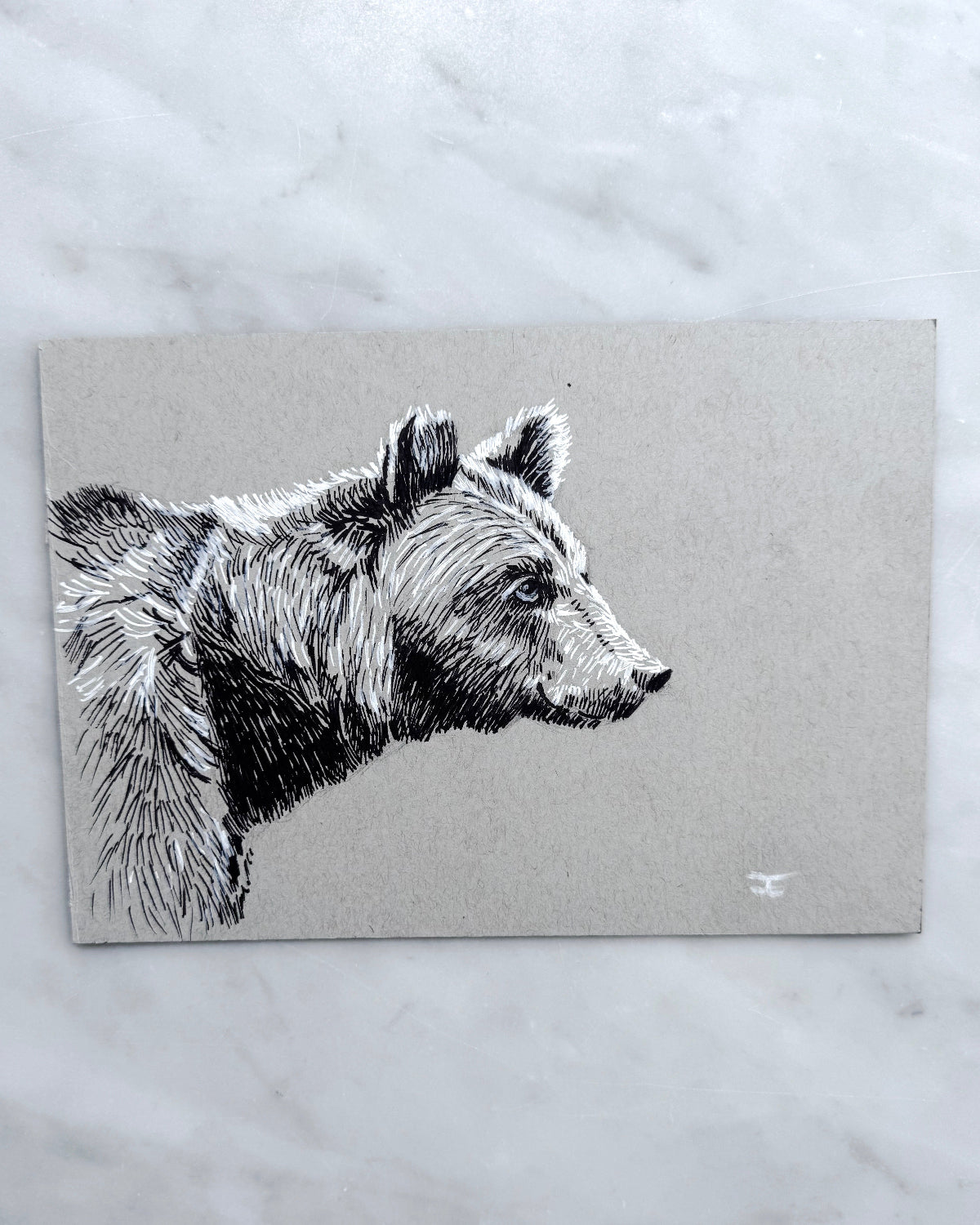 Bear - Sketch