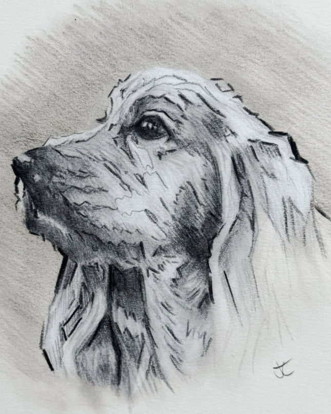 Dog- Sketch