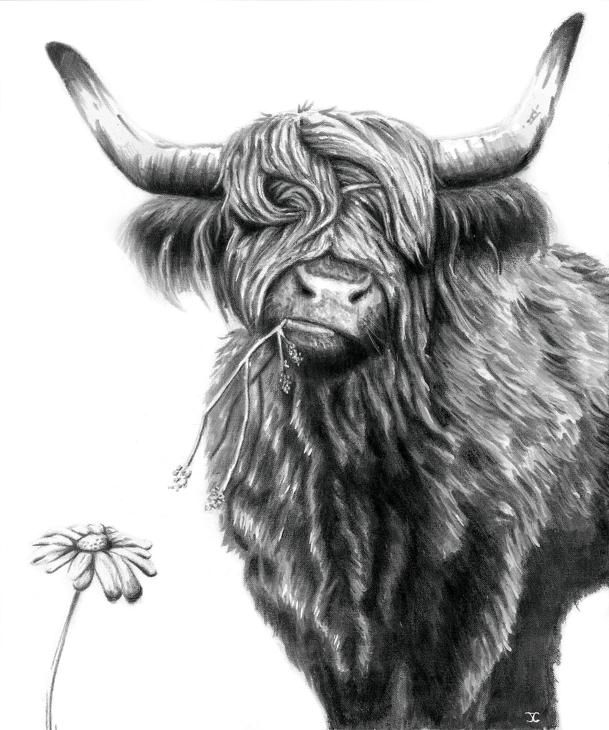 Highland Cow - "Chewy" (Limited Edition) 5 Remaining
