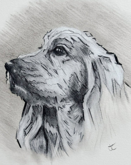 Dog- Sketch